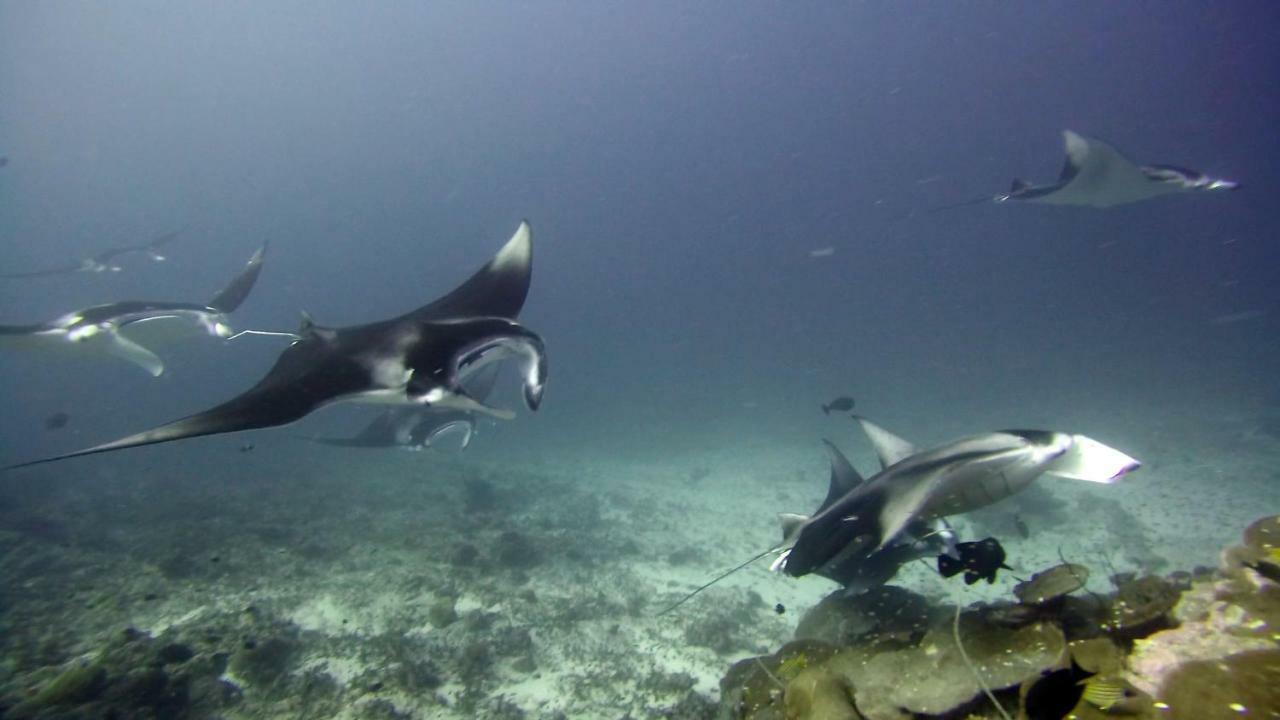 Equatorial Divers Lodge Addu City ภายนอก รูปภาพ